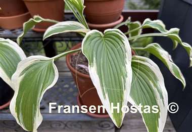 Hosta Exotic Presentation