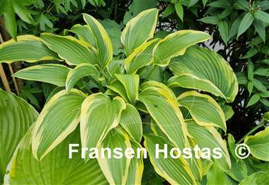 Hosta Exotic Presentation
