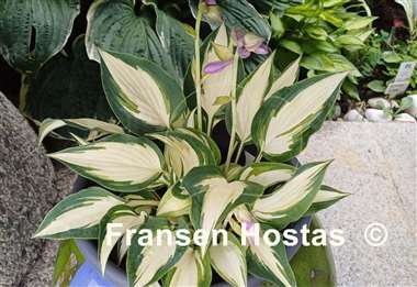 Hosta Extasy