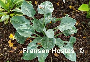 Hosta Extreme