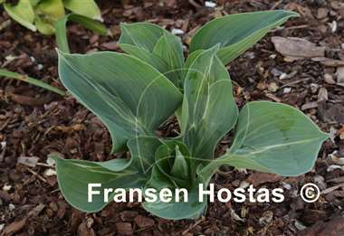 Hosta Extreme