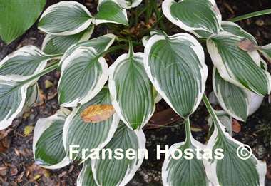 Hosta Eye Candy