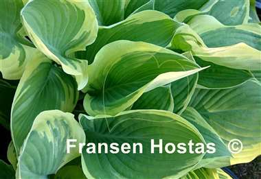 Hosta Eye Candy