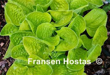 Hosta Eye Catcher