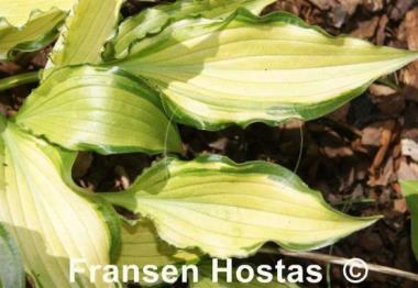 Hosta Early Sunrise