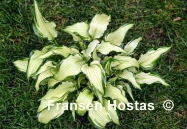 Hosta Early Sunrise