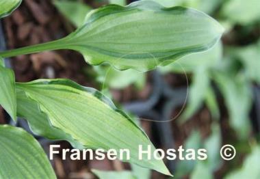 Hosta Early Sunrise