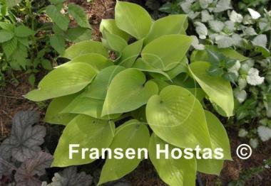 Hosta Early Times