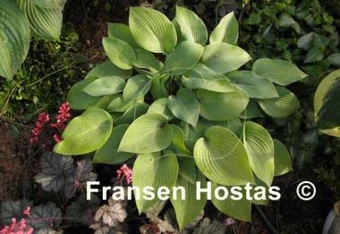 Hosta Early Times
