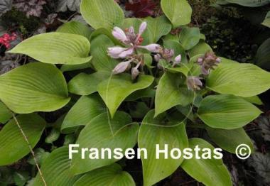 Hosta Early Times