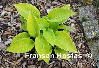Hosta Early Times
