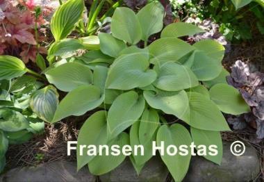 Hosta Early Times