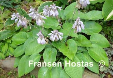 Hosta Early Times