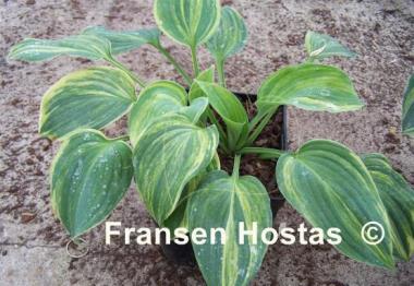 Hosta Earth Angel Streaked