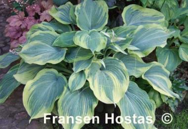 Hosta Earth Angel