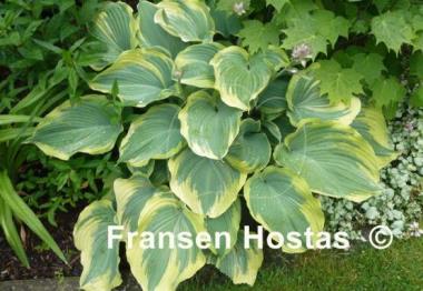 Hosta Earth Angel