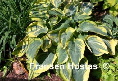 Hosta Earth Angel