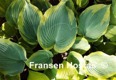 Hosta Earth Angel