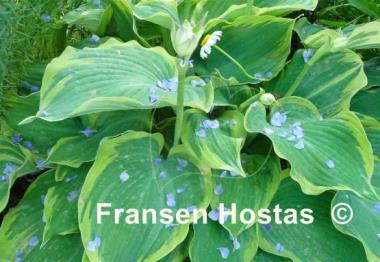 Hosta Earth Angel