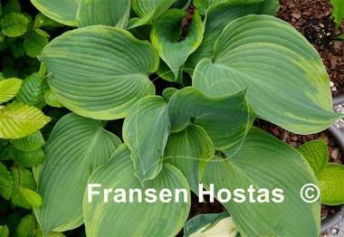 Hosta Earth Angel