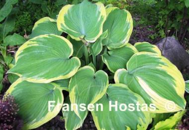 Hosta Earth Angel