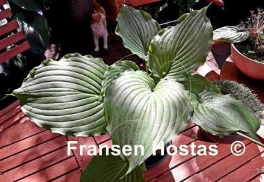 Hosta Earthquake