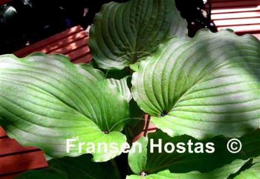 Hosta Earthquake