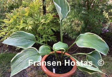 Hosta Easy Going