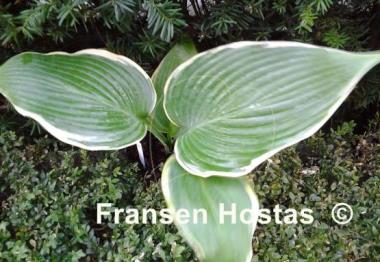 Hosta Easy Going