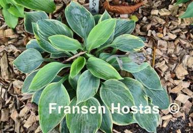 Hosta Easy To Love