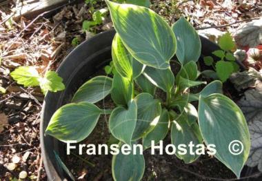 Hosta Easy To Love