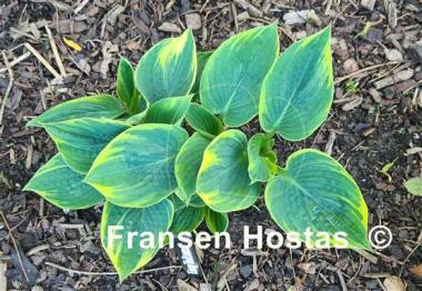 Hosta Easy to Love 