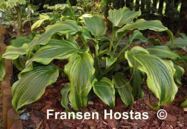 Hosta Ebb Tide