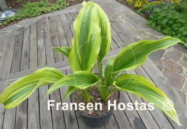 Hosta Ebb Tide
