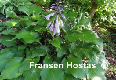 Hosta Ebony Towers