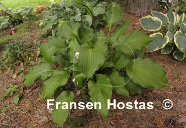 Hosta Ebony Towers