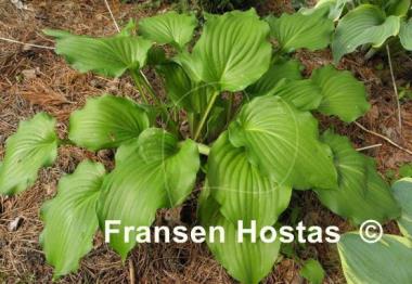 Hosta Ebony Towers