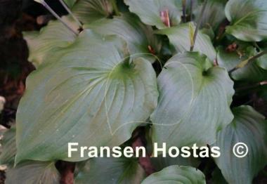 Hosta Ebony Towers