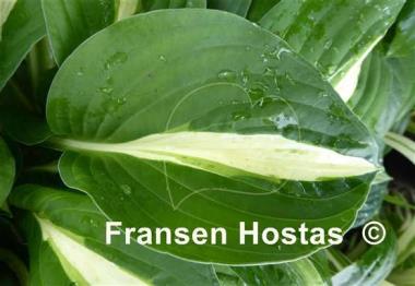 Hosta Echte Liebe