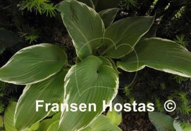 Hosta Eclipse Power