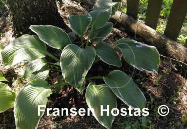 Hosta Eclipse Power