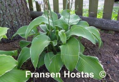 Hosta Eclipse Power