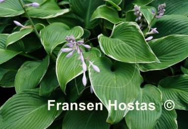 Hosta Eclipse Power