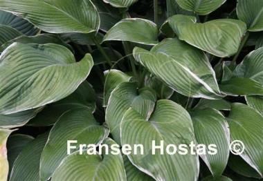 Hosta Eclipse Power