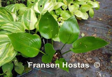 Hosta Eco Mirror