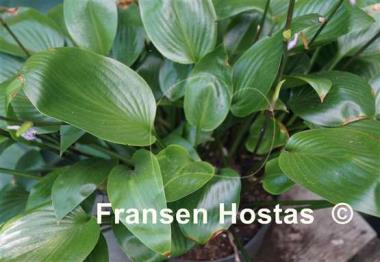 Hosta Eco Mirror
