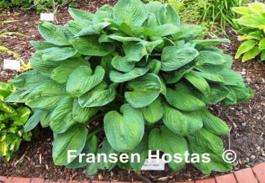 Hosta Edge of Night