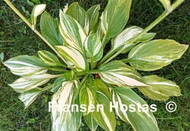 Hosta Edwin Bibby 