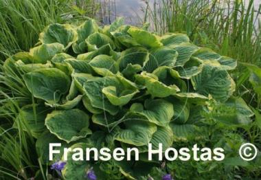 Hosta El Capitan