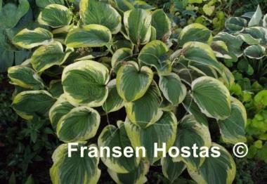 Hosta El Capitan